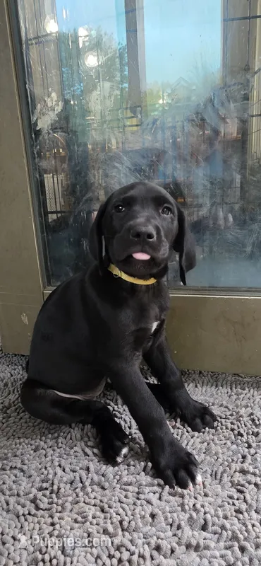 Sunny – Great Dane, Golden Retriever puppy for sale in Brockport, NY