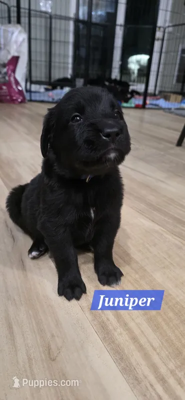 Juniper – Great Dane, Golden Retriever puppy for sale in Brockport, NY