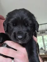 Rex, a male Great Dane and Golden Retriever for sale in Brockport, NY – 3 of 5
