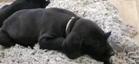 Stella, a female Great Dane and Golden Retriever for sale in Brockport, NY – 10 of 10