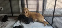Rex, a male Great Dane and Golden Retriever for sale in Brockport, NY – 4 of 5