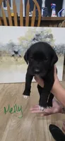 Petunia , a female Great Dane and Golden Retriever for sale in Brockport, NY – 7 of 7