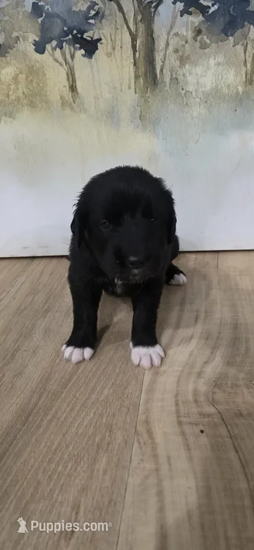 Petunia  – Great Dane, Golden Retriever puppy for sale in Brockport, NY