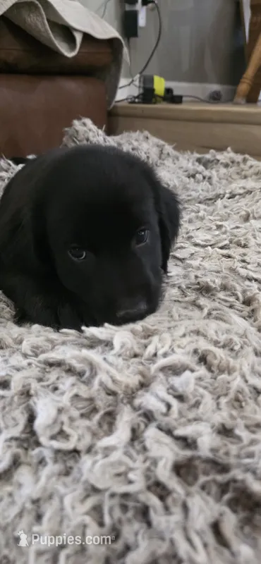 Juniper – Great Dane, Golden Retriever puppy for sale in Brockport, NY