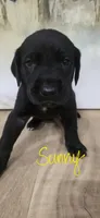 Sunny, a female Great Dane and Golden Retriever for sale in Brockport, NY – 1 of 4