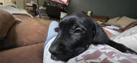 Stella, a female Great Dane and Golden Retriever for sale in Brockport, NY – 6 of 10