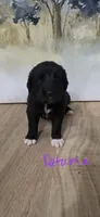 Petunia , a female Great Dane and Golden Retriever for sale in Brockport, NY – 3 of 7