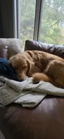 Stella, a female Great Dane and Golden Retriever for sale in Brockport, NY – 8 of 10