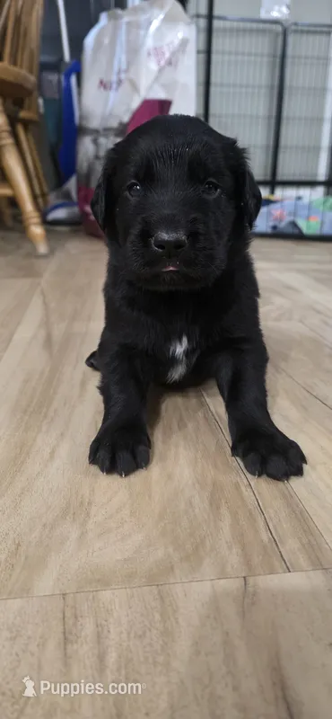Rex – Great Dane, Golden Retriever puppy for sale in Brockport, NY