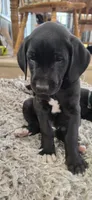 Stella, a female Great Dane and Golden Retriever for sale in Brockport, NY – 3 of 10