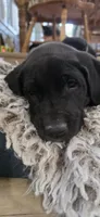 Stella, a female Great Dane and Golden Retriever for sale in Brockport, NY – 2 of 10