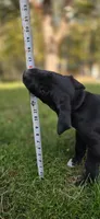 Stella, a female Great Dane and Golden Retriever for sale in Brockport, NY – 7 of 10