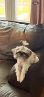 Imperial Zuri Rose, a female Shih Tzu for sale in New Brunswick, NJ – 1 of 1