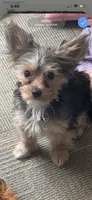Milo, a male Yorkshire Terrier for sale in Bay City, MI – 4 of 6