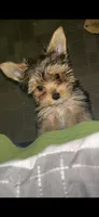Milo, a male Yorkshire Terrier for sale in Bay City, MI – 1 of 6