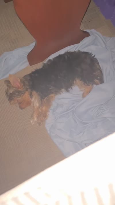 Milo, a male Yorkshire Terrier for sale in Bay City, MI – 3 of 6
