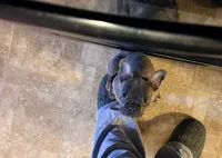 Loki, a male French Bulldog for sale in Mexico, MO – 5 of 6