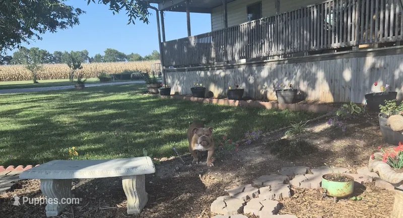 Fendi – English Bulldog puppy for sale in Mexico, MO