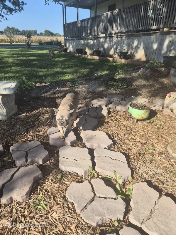 Ezzy – French Bulldog puppy for sale in Mexico, MO