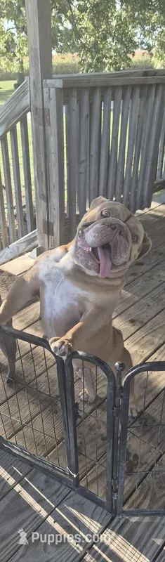 Fendi – English Bulldog puppy for sale in Mexico, MO