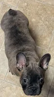 Loki, a male French Bulldog for sale in Mexico, MO – 2 of 6