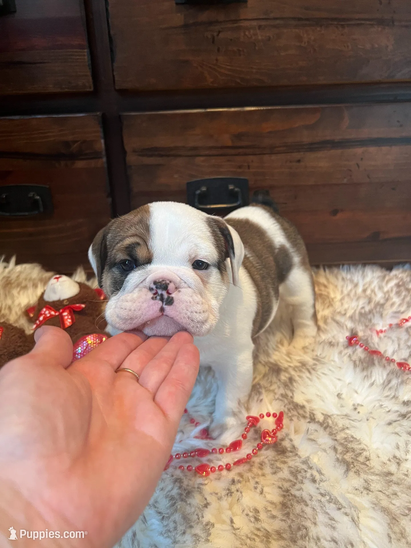 Gertie, a female English Bulldog for sale in Mexico, MO – Photo 2 of 3
