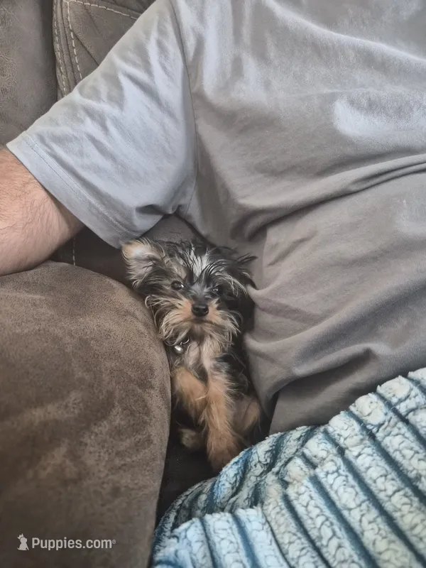 Nugget (Teacup Yorkie) – Yorkshire Terrier puppy for sale in Mexico, MO