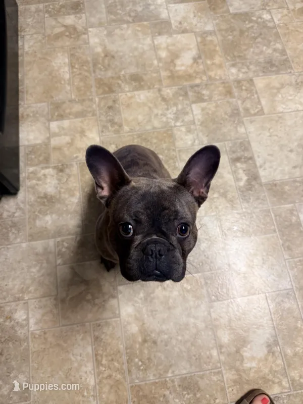 Loki – French Bulldog puppy for sale in Mexico, MO