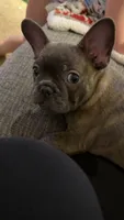 Loki, a male French Bulldog for sale in Mexico, MO – 4 of 6