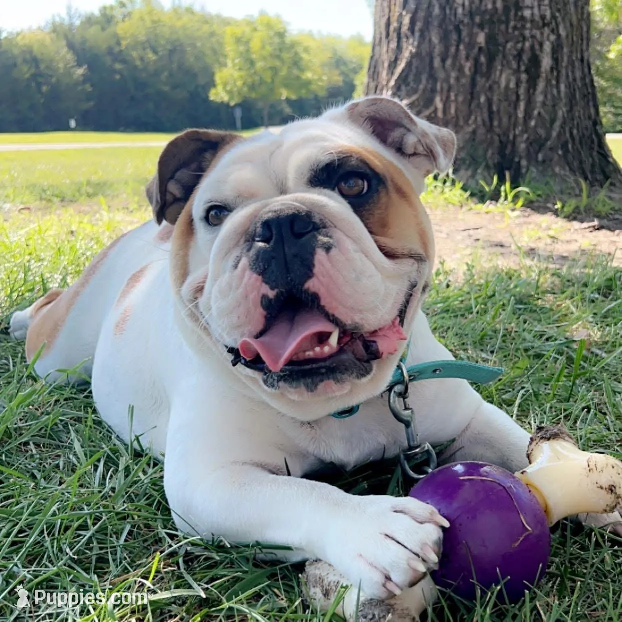 Gertie, a female English Bulldog for sale in Mexico, MO – Photo 1 of 3