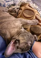 Loki, a male French Bulldog for sale in Mexico, MO – 3 of 6