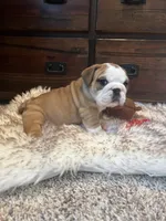 Gertie, a female English Bulldog for sale in Mexico, MO – Photo 3 of 3