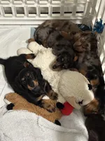 Mai Tai, a female Miniature Dachshund for sale in Fort Walton Beach, FL – Photo 6 of 7