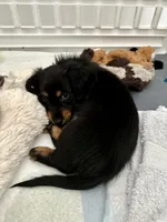 Mai Tai, a female Miniature Dachshund for sale in Fort Walton Beach, FL – Photo 2 of 7