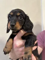 Mai Tai, a female Miniature Dachshund for sale in Fort Walton Beach, FL – Photo 2 of 7