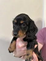 Mai Tai, a female Miniature Dachshund for sale in Fort Walton Beach, FL – Photo 6 of 7