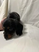 Mai Tai, a female Miniature Dachshund for sale in Fort Walton Beach, FL – Photo 7 of 7