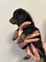 Mai Tai, a female Miniature Dachshund for sale in Fort Walton Beach, FL – Photo 3 of 7