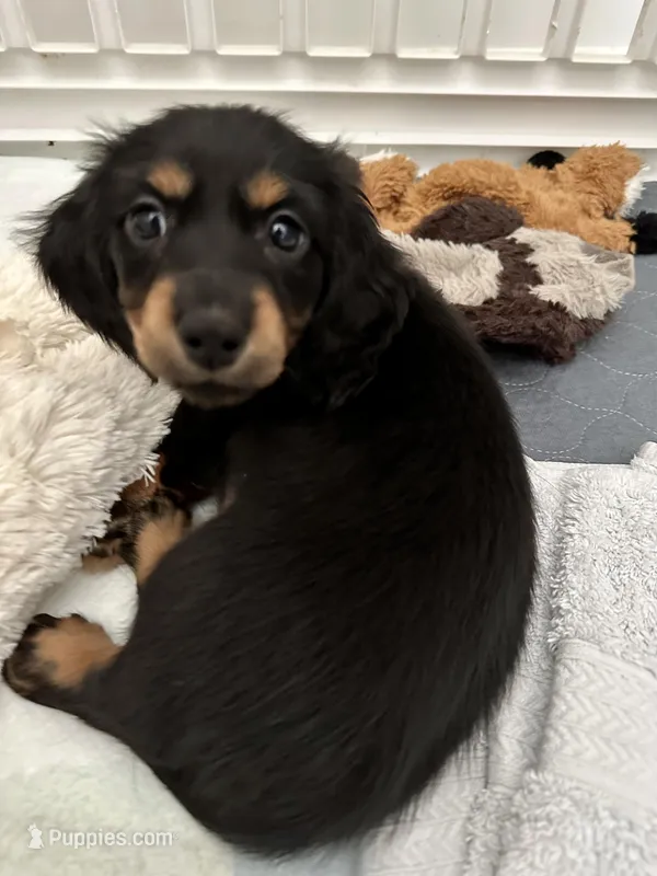 Mai Tai – Miniature Dachshund puppy for sale in Fort Walton Beach, FL