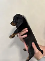 Mai Tai, a female Miniature Dachshund for sale in Fort Walton Beach, FL – Photo 5 of 7