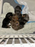 Mai Tai, a female Miniature Dachshund for sale in Fort Walton Beach, FL – Photo 4 of 7