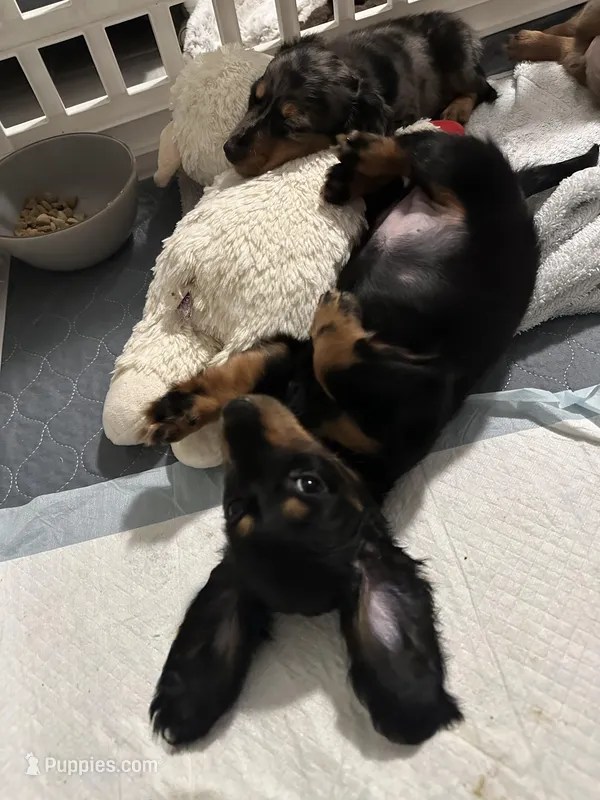 Mai Tai – Miniature Dachshund puppy for sale in Fort Walton Beach, FL