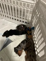 Mai Tai, a female Miniature Dachshund for sale in Fort Walton Beach, FL – Photo 7 of 7