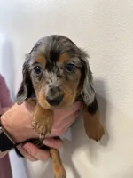 Mimosa, a female Miniature Dachshund for sale in Fort Walton Beach, FL – Photo 4 of 6