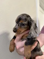 Mimosa, a female Miniature Dachshund for sale in Fort Walton Beach, FL – Photo 2 of 6