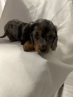 Mimosa, a female Miniature Dachshund for sale in Fort Walton Beach, FL – Photo 6 of 6