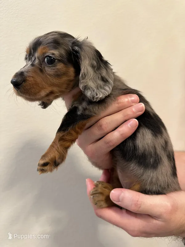 Mimosa – Miniature Dachshund puppy for sale in Fort Walton Beach, FL