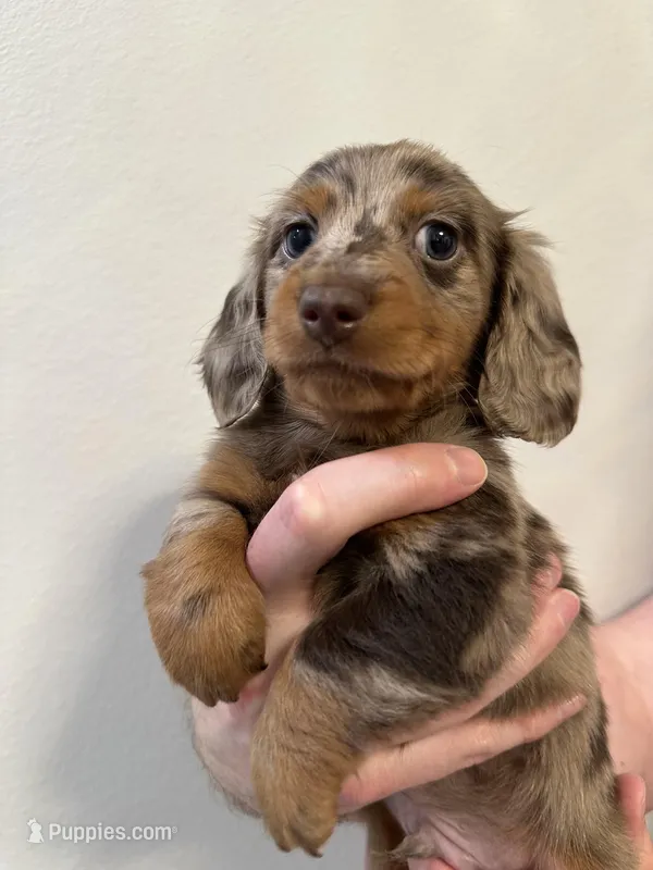 Martini, a male Miniature Dachshund for sale in Fort Walton Beach, FL – Photo 1 of 1