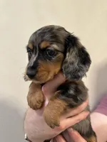 Margarita, a female Miniature Dachshund for sale in Fort Walton Beach, FL – Photo 4 of 4