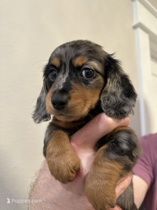 Margarita – Miniature Dachshund puppy on hold in Fort Walton Beach, FL